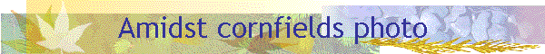 Amidst cornfields photo