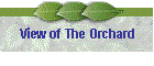 View of The Orchard
