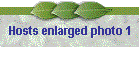 Hosts enlarged photo 1