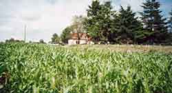 la-christiere-corn-small.jpg (5299 bytes)