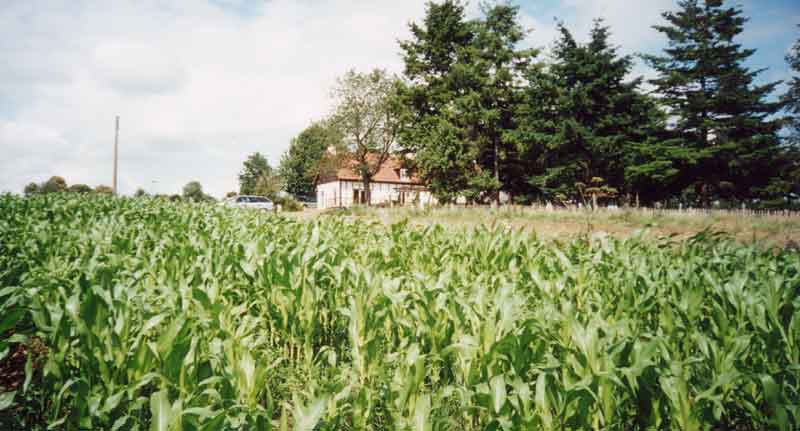 la-christiere-cornfields-1-.jpg (38715 bytes)