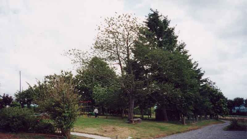 house-front-garden-1-800.jpg (24865 bytes)