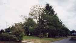 house-front-garden-1-small.jpg (3303 bytes)